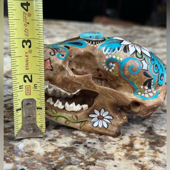 American Badger skull handpainted art skeletons  turquoise OOAK home decor - Picture 8 of 8